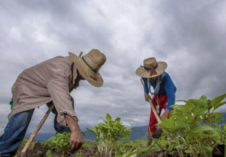 PRODUCTORES ACUSAN DESINTERÈS DE SHEINBAUM PESE A QUE EL CAMPO ESTÁ EN «PUNTO DE QUIEBRE»: