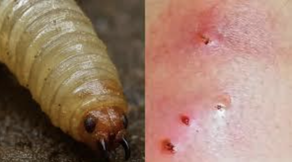 MÉXICO REGISTRA DOS MUERTES Y 238 CASOS DE MIASIS POR GUSANO BARRENADOR