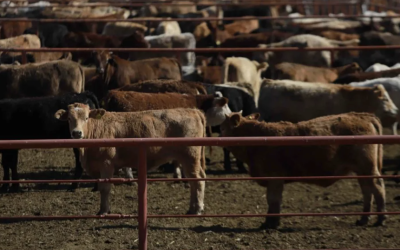 SUSPENDE EU EXPORTACIONES DE GANADO VIVO A MÈXICO POR GUSANO BARRENADOR