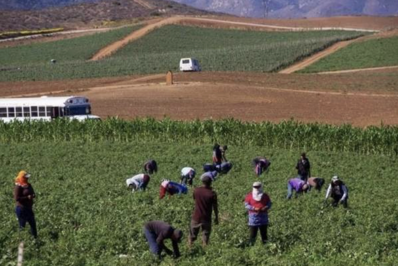 GOBIERNO FEDERAL ENTREGARÁ 40 MIL PESOS A 36 MIL FAMILIAS JORNALERAS DE SAN QUINTÍN, BC