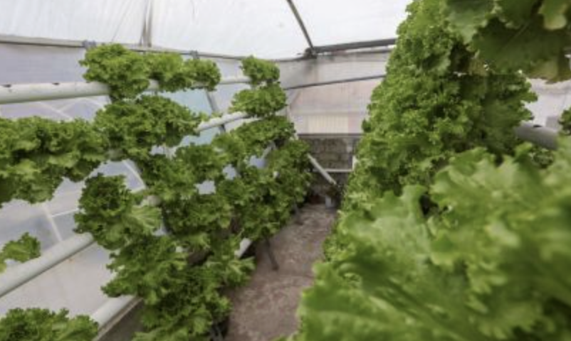 SSA DESCARTA BROTE DE CYCLOSPORA EN MÉXICO; RECHAZA VÍNCULO CON LECHUGAS DE GUANAJUATO