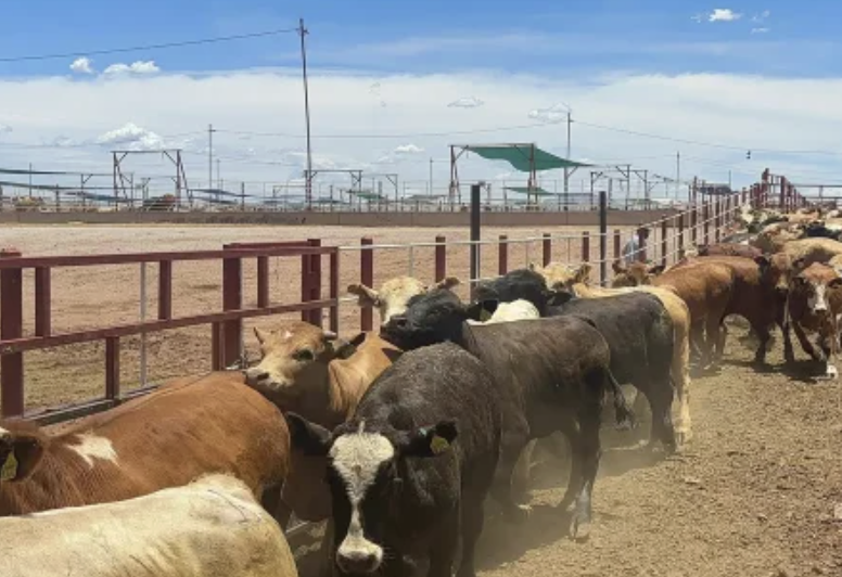 ANTES DE ABRIR LA FRONTERA AL GANADO, MÉXICO Y EU BUSCAN ERRADICAR AL GUSANO BARRENADOR
