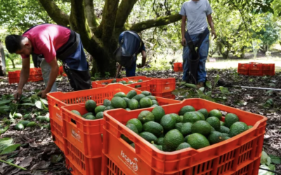 EU SUSPENDIÓ LAS EXPORTACIONES DE AGUACATE MICHOACANO POR UNA ALERTA DE SEGURIDAD