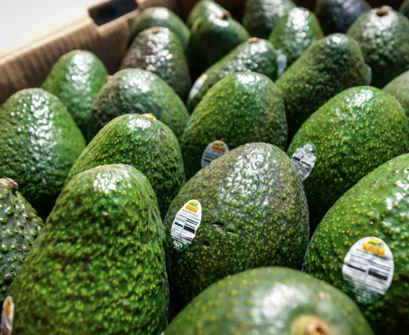 SE REANUDA EN FORMA PAULATINA EXPORTACIÓN DE AGUACATE DE MICHOACÀN A ESTADOS UNIDOS
