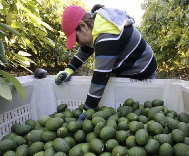 REACTIVAN AL 100% LAS EXPORTACIONES DE AGUACATE DE MICHOACÀN A ESTADOS UNIDOS