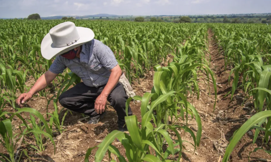 El programa Producción para el Bienestar apoya directamente a un millón 199 mil personas indígenas y afromexicanas para la producción de los cultivos
