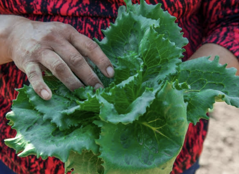 ASEGURA COFEPRIS QUE LECHUGAS MEXICANAS NO SON LA CAUSA DEL BROTE DE SALMONELA EN EU